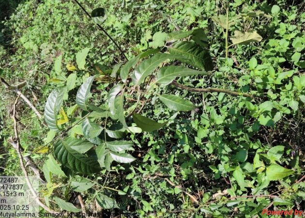 VJNNS-APF-Promoting Village Development through Plantation and Geo-tagging Initiatives on 08-05-2025